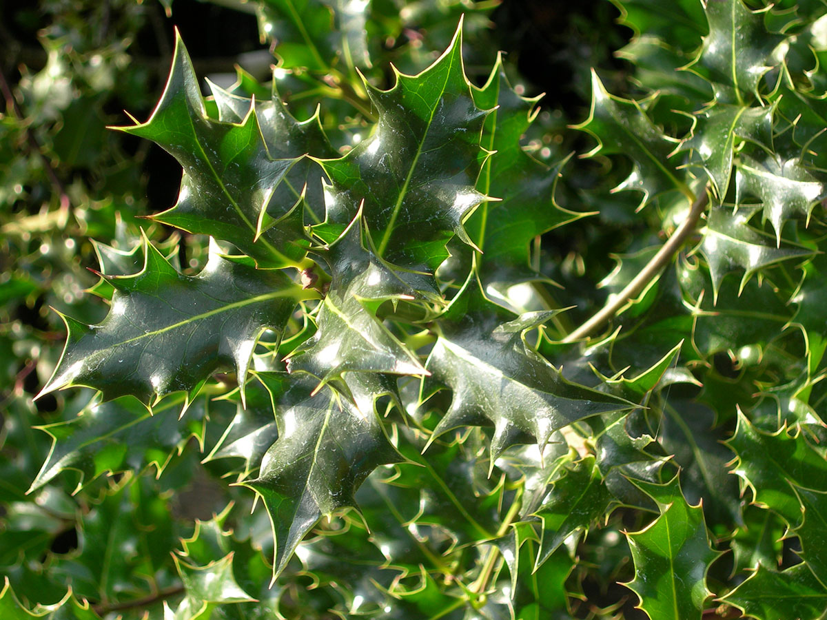 Ilex Aquifolium